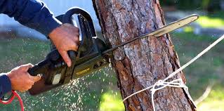 Best Tree Disease Treatment  in Northampton, PA