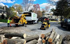 Best Sod Installation  in Northampton, PA