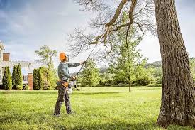 Best Tree Removal  in Northampton, PA