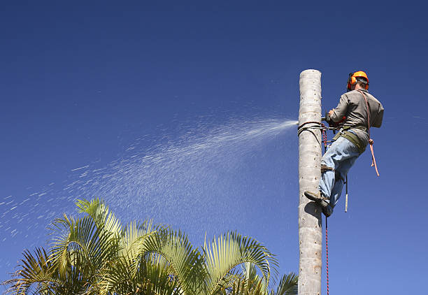 Best Emergency Tree Removal  in Northampton, PA