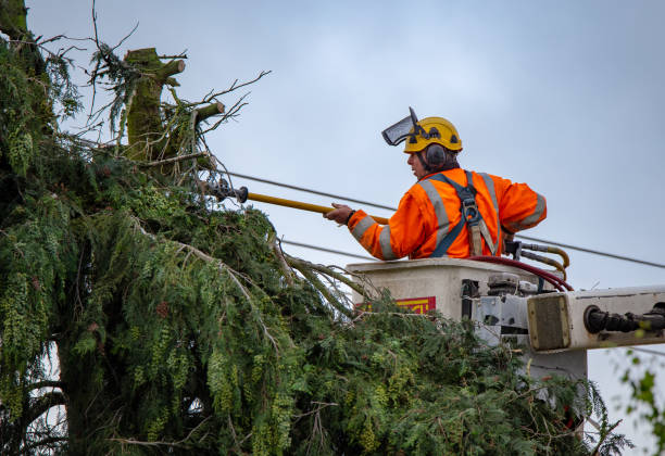 Best Tree Trimming and Pruning  in Northampton, PA
