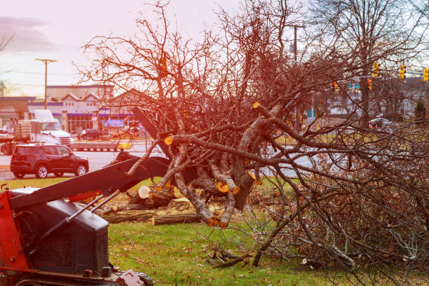 Best Hedge Trimming  in Northampton, PA