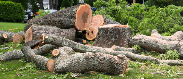 Best Arborist Consultation Services  in Northampton, PA