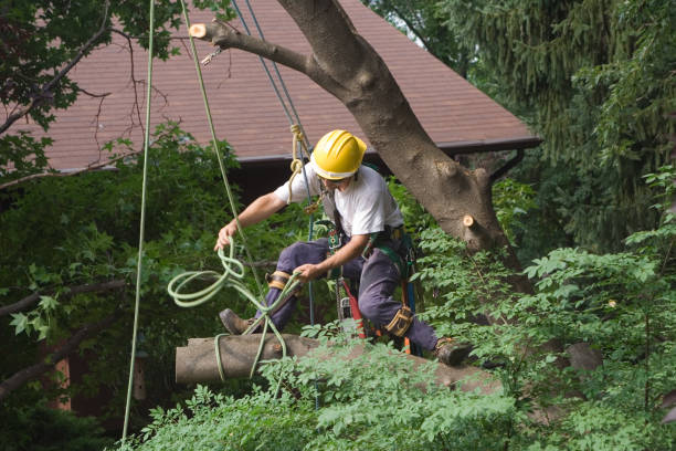 Professional Tree Care in Northampton, PA