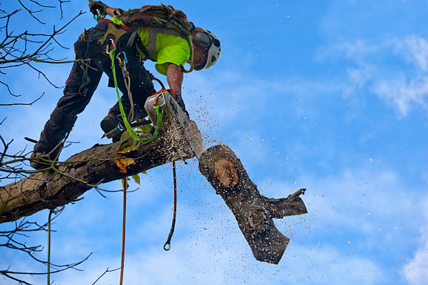 Best Weed Control  in Northampton, PA