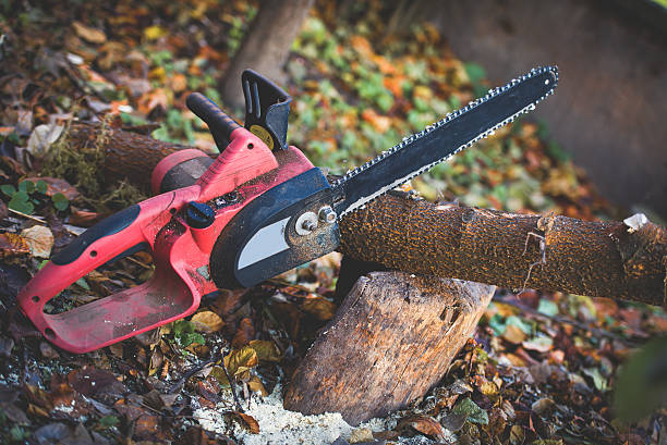 How Our Tree Care Process Works  in  Northampton, PA